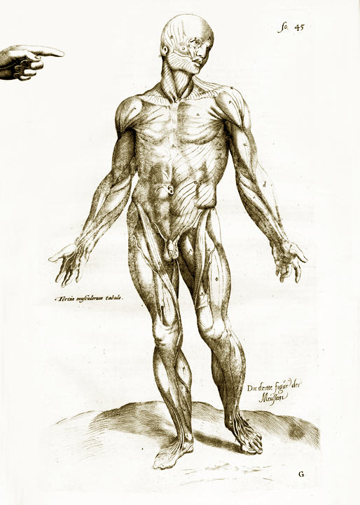 Body Anatomy GIF