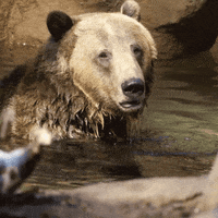Grizzly Bear Reaction GIF by San Diego Zoo Wildlife Alliance