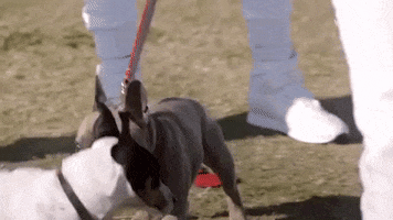 dog GIF by MOST EXPENSIVEST