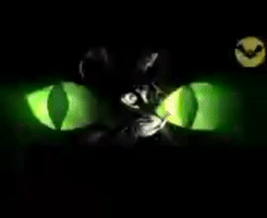 Ojodegato GIF