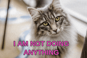 scat what??? GIF