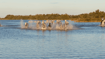Horde Cavalcade GIF