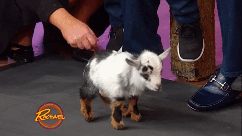 Cute Gifs Primo Gif Latest Animated Gifs Cute Gifs Primo Gif Latest Animated Gifs