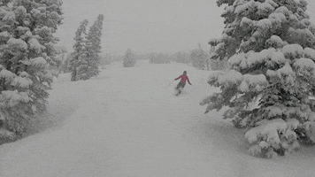 skiing powder day GIF by Elevated Locals