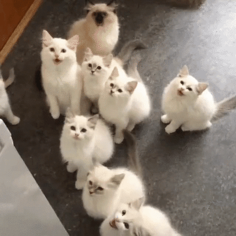 International Cat Day Reaction GIF by MOODMAN - Find & Share on GIPHY