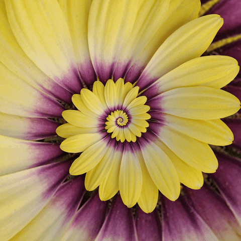 Blooming Close Up GIF by Feliks Tomasz Konczakowski