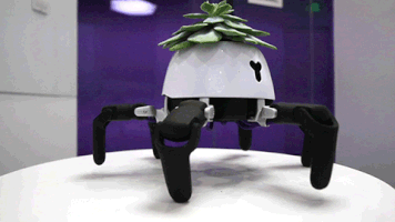 Planta Robã´ GIF