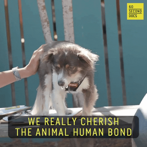 Dog Puppy GIF by 60 Second Docs