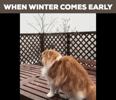 cat early winter GIF by Justin