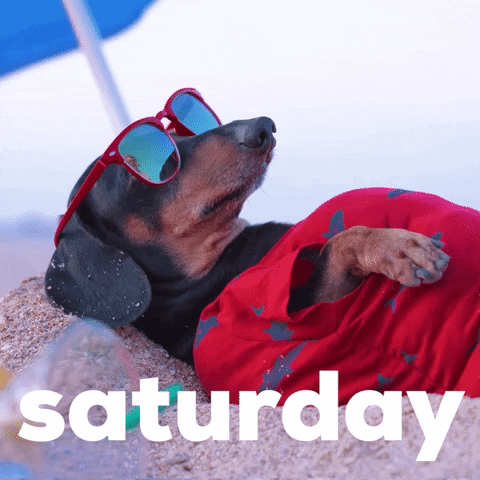 Giphy - Saturday Morning Dog GIF by GIPHY Studios Originals