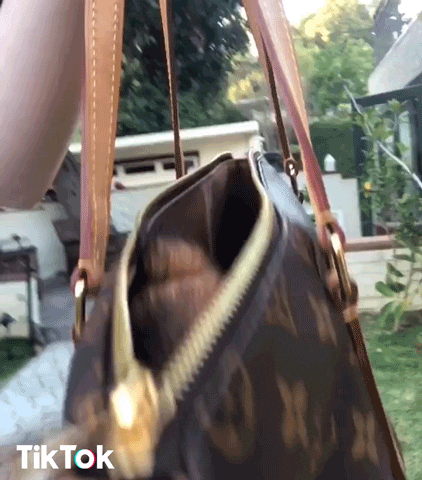 Video gif. A little puppy pops their head out from a purse and looks at us.