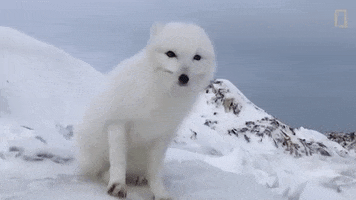 national geographic fox GIF by Nat Geo Wild