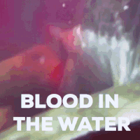shark week GIF by Discovery