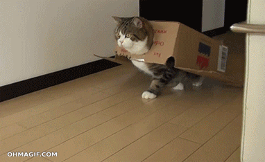 Cat Walk GIF - Find & Share on GIPHY