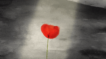 Red Poppy GIFs - Get the best GIF on GIPHY