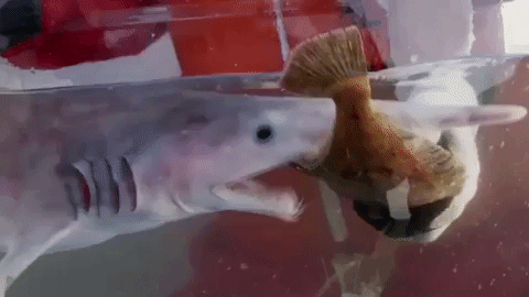 Hungry Bite GIF by Shark Week - Find & Share on GIPHY