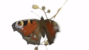 father of the bride butterfly GIF by Vampire Weekend