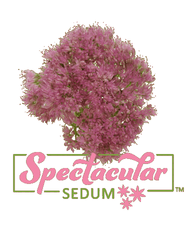 Gardening Sedum Sticker by Ball Horticultural Co