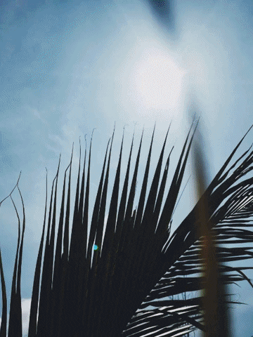 Bezzu GIF