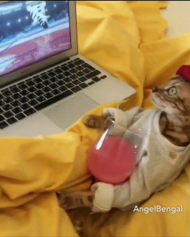 master laptop GIF