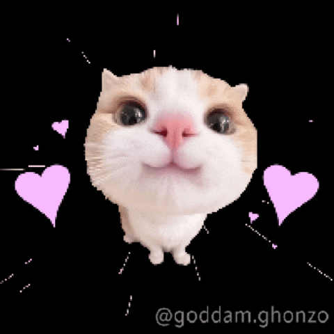 Cat Love GIF