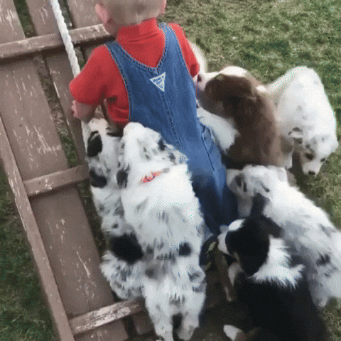 Video gif. Toddler tries to climb the ladder of a play structure as a litter of puppies clamber all over him, licking his face.