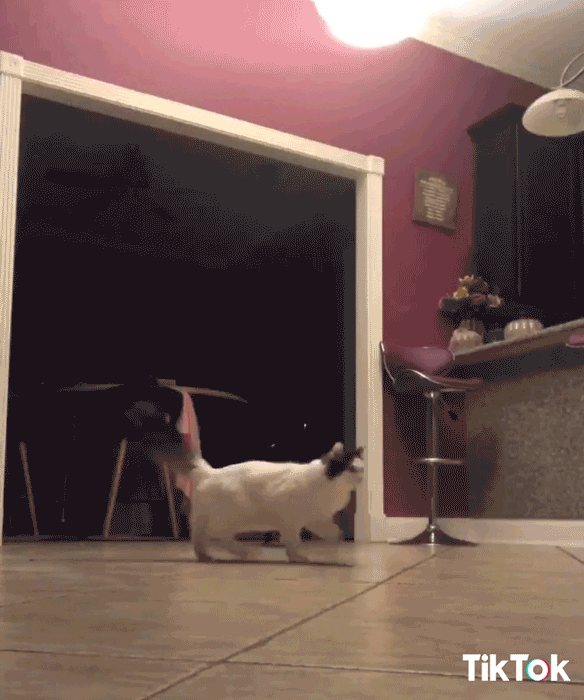 excited cat GIF by TikTok