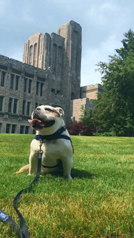 hanging butler bulldogs GIF by Butler University