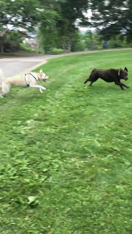 dog park GIF by Tori Mistick Wear Wag Repeat