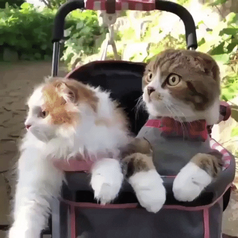 Cat GIF by Rover.com - Find & Share on GIPHY