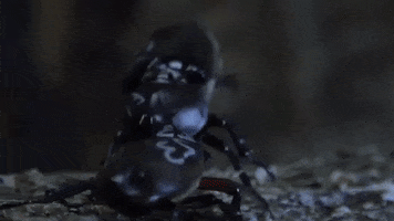 Knockout Beetle GIF by Science Friday