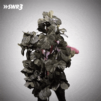 Hide And Seek Love GIF by SWR3