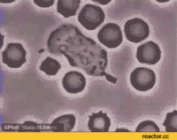 Neutrophil GIFs - Get the best GIF on GIPHY