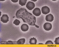 Neutrophil GIFs - Get the best GIF on GIPHY Neutrophil GIFs - Get the best GIF on GIPHY