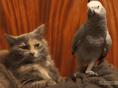 If animals could talk which animal would be the most annoying