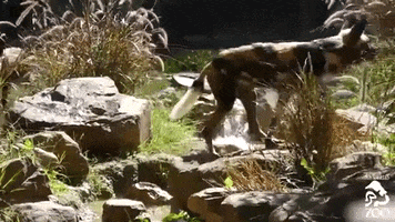 los angeles zoo dog GIF by Los Angeles Zoo and Botanical Gardens