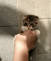 adorable kitten GIF