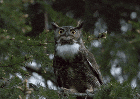 Staring I See You GIF by U.S. Fish and Wildlife Service