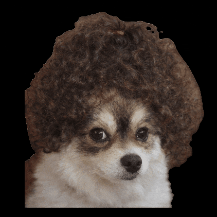 Dog Ok GIF