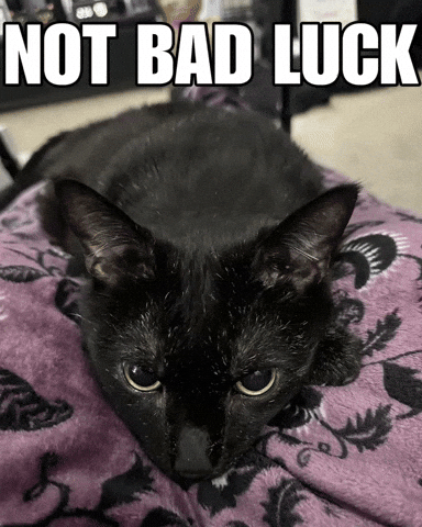 Cute Black Cat GIF