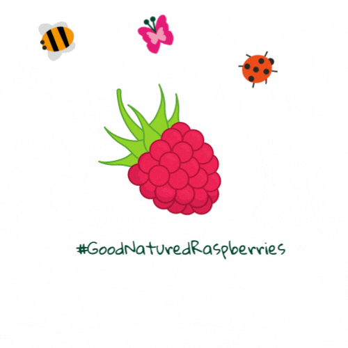 GoodNaturedBerries healthy fruit butterfly bee GIF