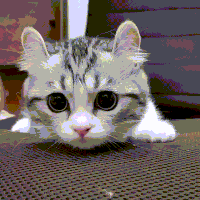 cute cat GIF