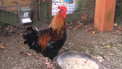kogut GIF