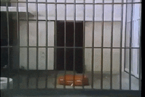 American Tourister GIF