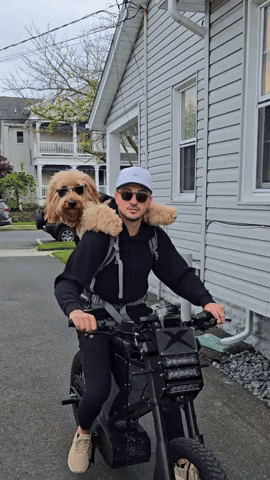 WMPeyewear dog sunglasses pet doggo GIF