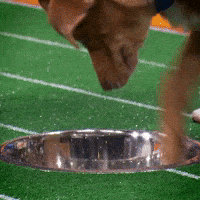Dog Water GIF by Puppy Bowl