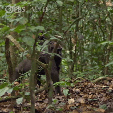 Wildlife Explore GIF by Nature on PBS
