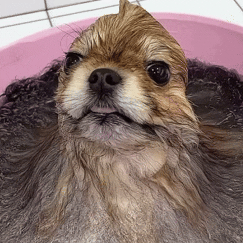 Dog Melt GIF