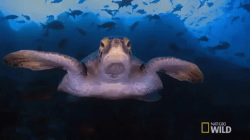 national geographic turtle GIF by Nat Geo Wild