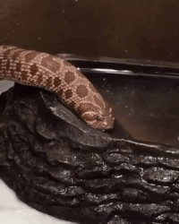 Snake-strike GIFs - Get the best GIF on GIPHY